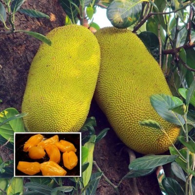 Cloud Farm Jackfruit Plant(Hybrid, Pack of 1)