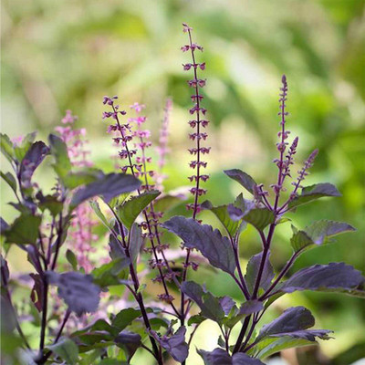 MOONQULTY Tulsi Seed,Holy Basil,Tulsi Beej 14 Seed(14 per packet)