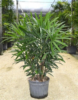 KPL RHAPIS Rhapis Palm Plant(Hybrid, Pack of 1)