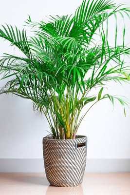 bonosrijon Areca Plam(Pack of 1)