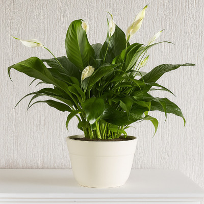 BloomShadow Peace Lily Plant(Hybrid, Pack of 1)