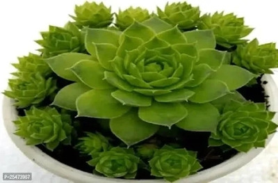 SKDIYA Laxmi Kamal Plant(Hybrid, Pack of 1)