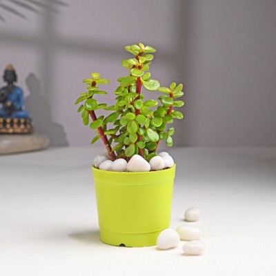 Floweraura Jade Plant(Hybrid, Pack of 1)