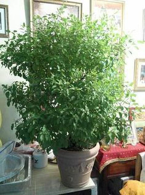 NurseryFriends Tulsi Plant(Hybrid, Pack of 2)