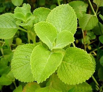 Mynursary Ajwain Plant(Pack of 1)