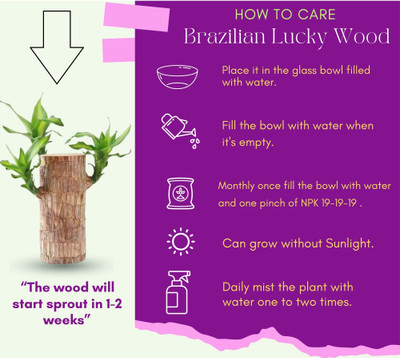 Green view Brazilian Wood(Hybrid, Pack of 1)