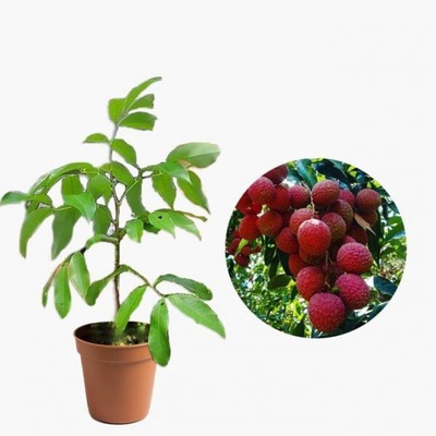 MiracleGarden Litchi Plant(Hybrid, Pack of 1)