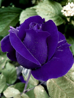 Aquinnah Rose Plant(Hybrid, Pack of 1)
