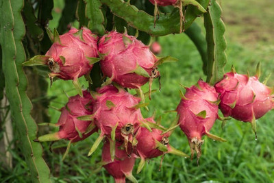 BEWPOLENA Dragon Tree(Hybrid, Pack of 1)