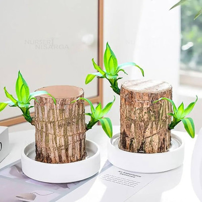 Cloud Farm Mini Brazalian wood(Hybrid, Pack of 2)