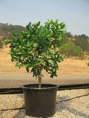 MAITRA AND SONS Lemon Plant(Hybrid, Pack of 1)