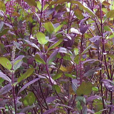greenhousestore Tulsi Plant(Hybrid, Pack of 1)