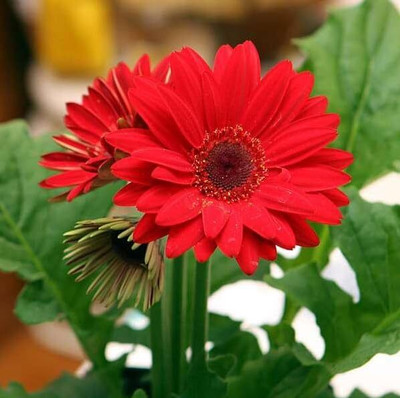 Cloud Farm Gerbera Plant(Hybrid, Pack of 1)