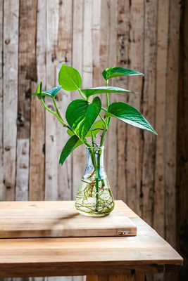 pomgardening Money Plant(Hybrid, Pack of 1)