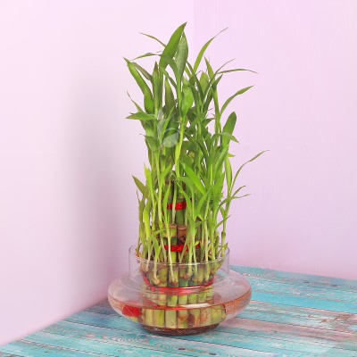 Bakewish Three Layer Bamboo Plant(Pack of 1)