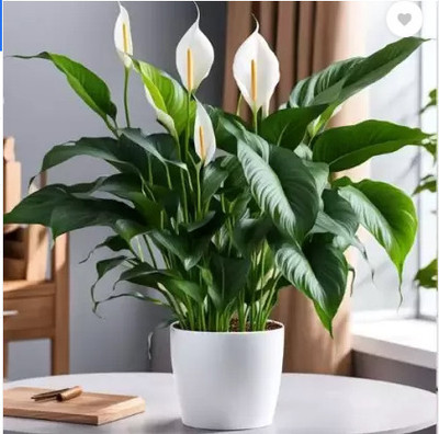 Cloud Farm Peace Lily Plant(Hybrid, Pack of 1)
