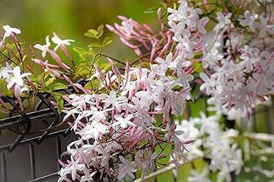 MAITRA AND SONS Jasmine Plant(Hybrid, Pack of 1)