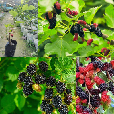 Cloud Farm Shahtoot/Mulberry Plant(Hybrid, Pack of 1)