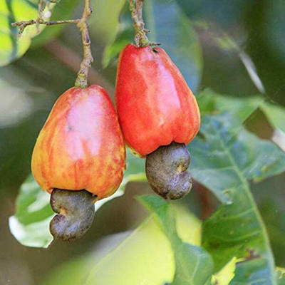 ABEFARIYA Cashew Plant(Hybrid, Pack of 1)