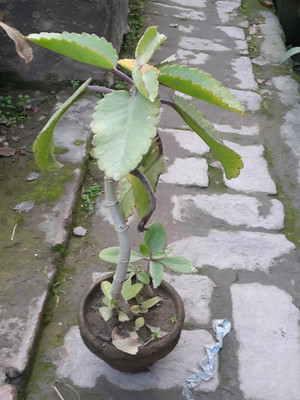 GreenyOn Bryophyllum Pinnatum/Patharchatta Plant(Hybrid, Pack of 1)