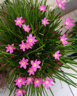 JANGU Star Flower Plant(Hybrid, Pack of 1)