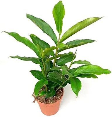 KUNUBON Elaichi/Cardamom Plant(Hybrid, Pack of 1)