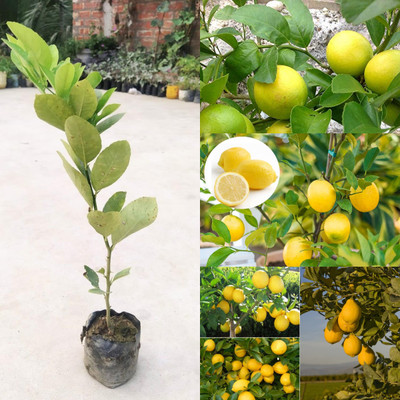 Cloud Farm Lemon Plant(Hybrid, Pack of 1)