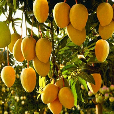 Cloud Farm Mango Plant(Hybrid, Pack of 1)