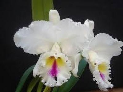 KrishnaNursery Aralia Plant(Hybrid, Pack of 1)