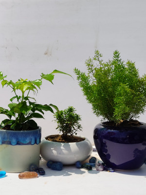 Greenoria Asparagus Foxtail Fern Plant, Red Sandalwood Plant(Hybrid, Pack of 3)