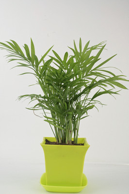 AVR with Happiness inhouse Areca Palm(Pack of 1)