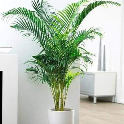 GreensFord Areca Plam(Hybrid, Pack of 1)