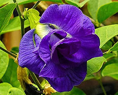 Samarthgreens Aparajita/ Butterfly Pea Plant(Hybrid, Pack of 1)