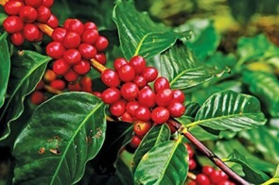 Heaven Of Saplings Coffee Plant(Hybrid, Pack of 1)