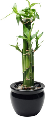 ARYAN EVERGREEN Two Layer Bamboo Plant(Hybrid, Pack of 1)