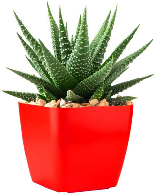 plantsNpetals Howarthia Zebra Plant(Hybrid, Pack of 1)