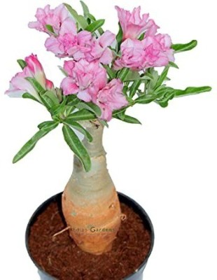 Cloud Farm Adenium Plant(Hybrid, Pack of 1)