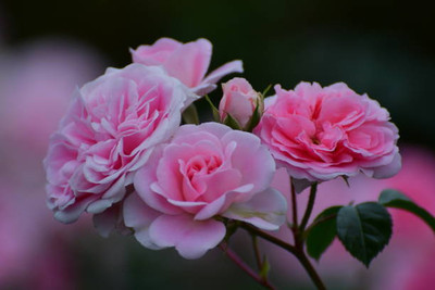 Manjunursery Rose Plant(Hybrid, Pack of 1)