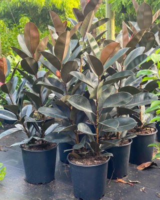 Oxygreenplant Rubber Tree(Hybrid, Pack of 1)