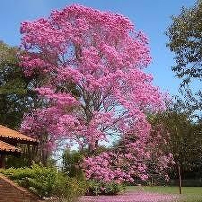 KUMUBON Tabebuia rosea(Hybrid, Pack of 1)