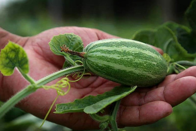 BDSresolve pointed gourd seeds/parwal vegetable seeds pack of 13 Seed(13 per packet)
