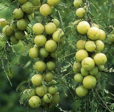 GreenLife Amla Plant(Hybrid, Pack of 1)
