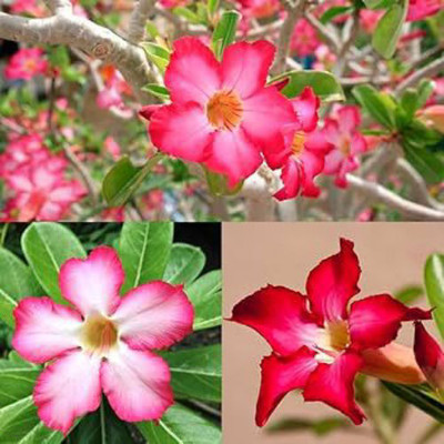 Marinetree Adenium Plant(Hybrid, Pack of 1)