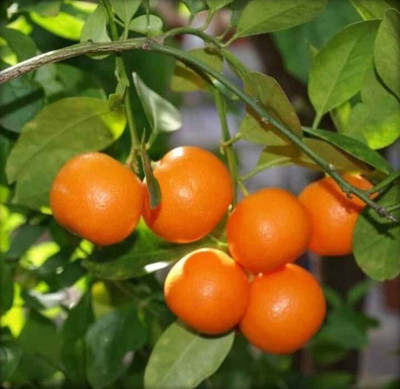 Cloud Farm Lemon Plant(Hybrid, Pack of 1)