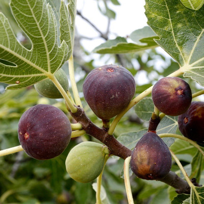 Cloud Farm Gular/Cluster Fig Plant(Hybrid, Pack of 1)