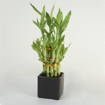Bamboo Three Layer Bamboo Plant(Pack of 1)