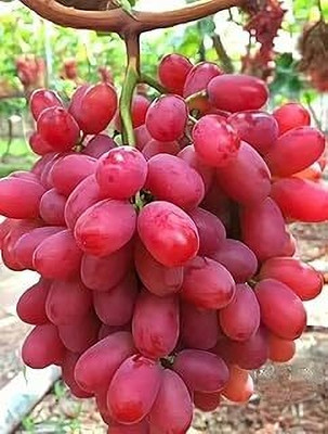 MAITRA AND SONS Grapes Plant(Hybrid, Pack of 1)