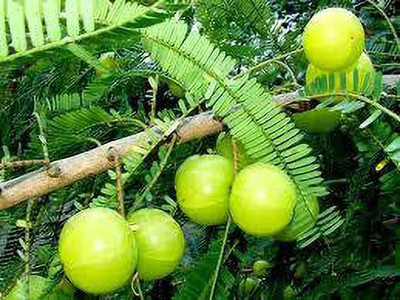 The Entacloo Amla Plant(Hybrid, Pack of 1)