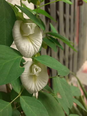 BALUBITA Aparajita/ Butterfly Pea Plant(Hybrid, Pack of 1)