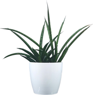 JennOnline Sansevieria Plant(Pack of 1)